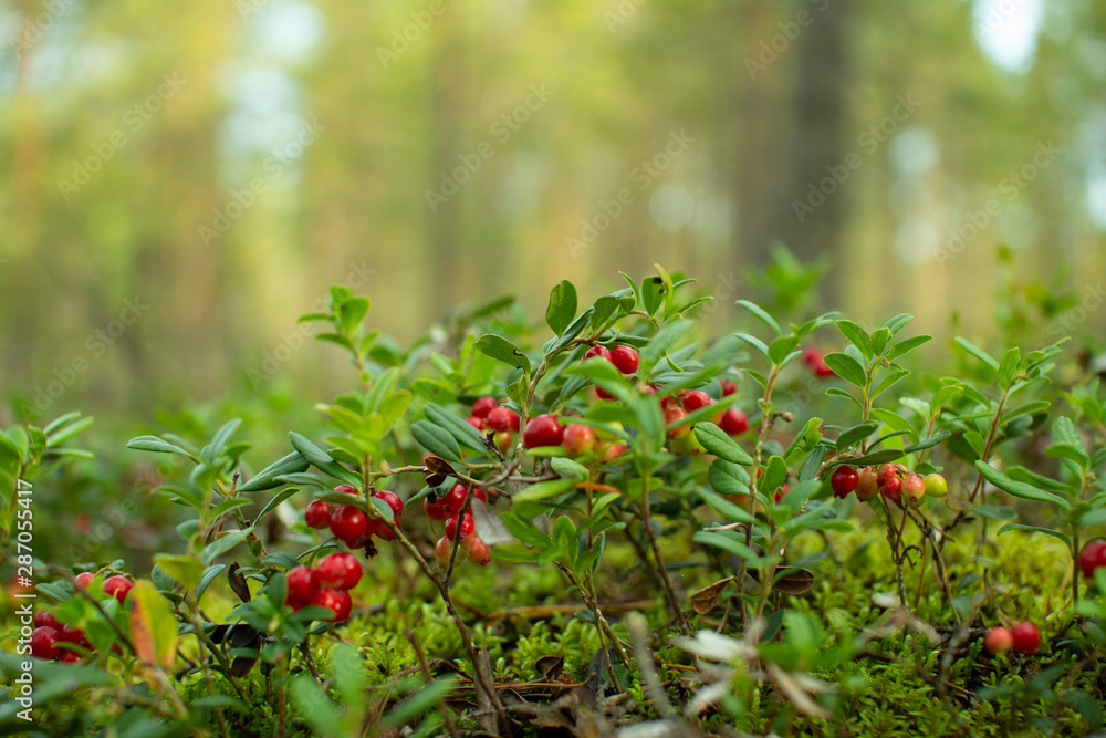 Cranberries in the woods.Ripe red cowberry grows in a pine forest on the moss.