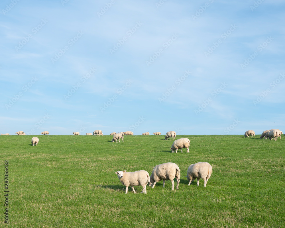 sheep on grass dyke under blue sky in the netherlands