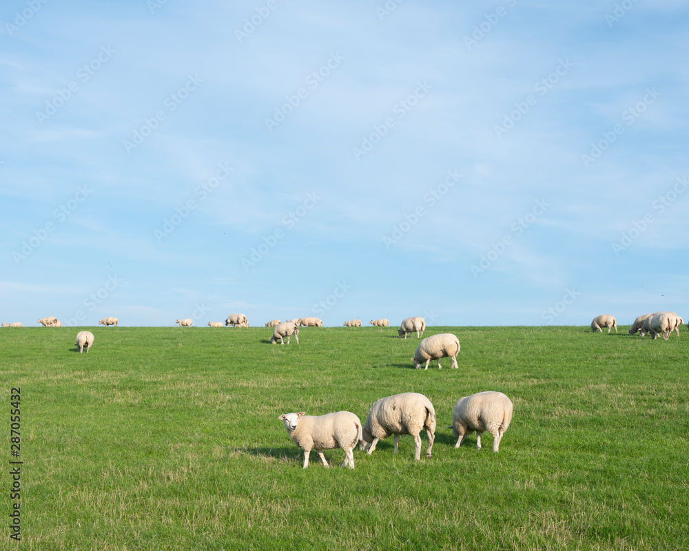 sheep on grass dyke under blue sky in the netherlands sheep on grass dyke under blue sky in the netherlands