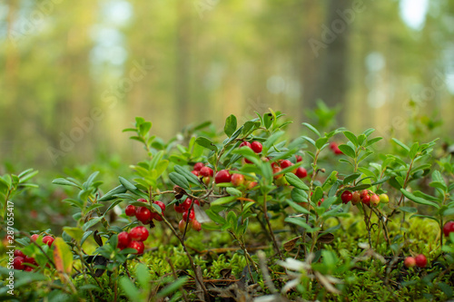 Obraz na płótnie Cranberries in the woods.Ripe red cowberry grows in a pine forest on the moss. w salonie