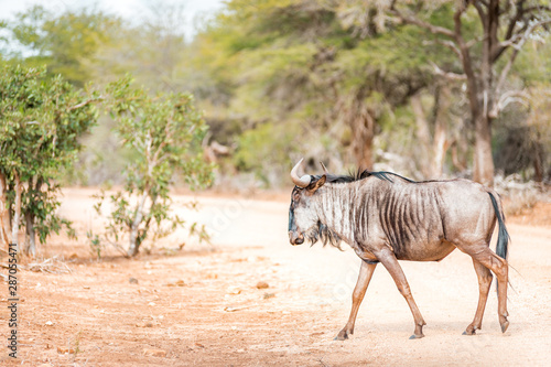 Blue Wildwest walking around the Kruger National Park in South Africa watched by tourists on a Safari Adventure unspoiled wild life on a game drive