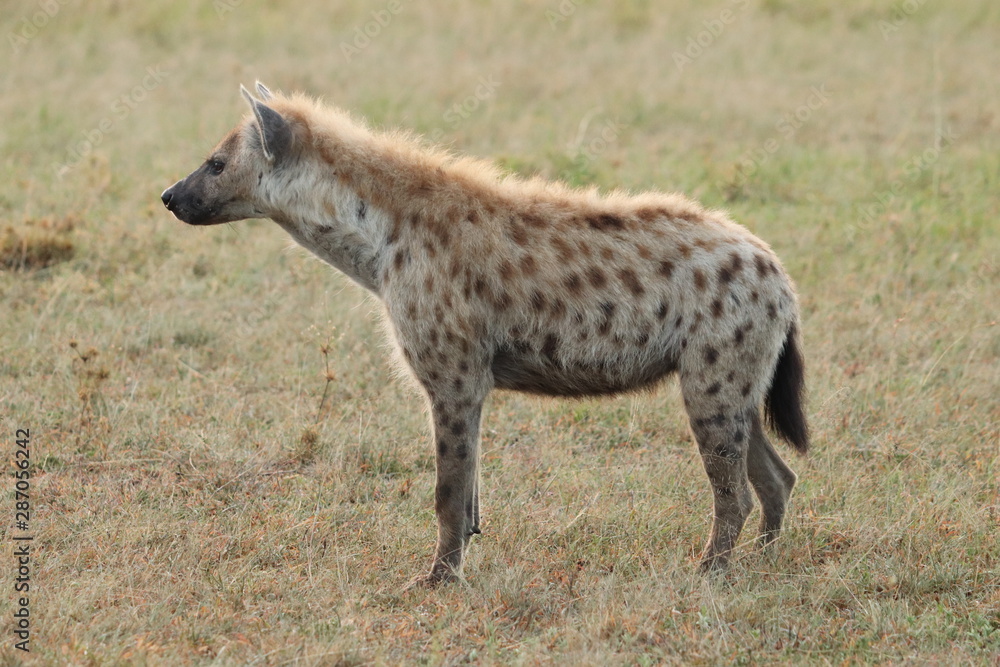 Spotted hyena standing, Masai Mara National Park, Kenya.