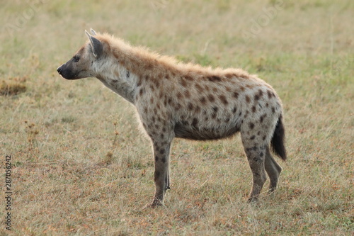 Spotted hyena standing  Masai Mara National Park  Kenya.