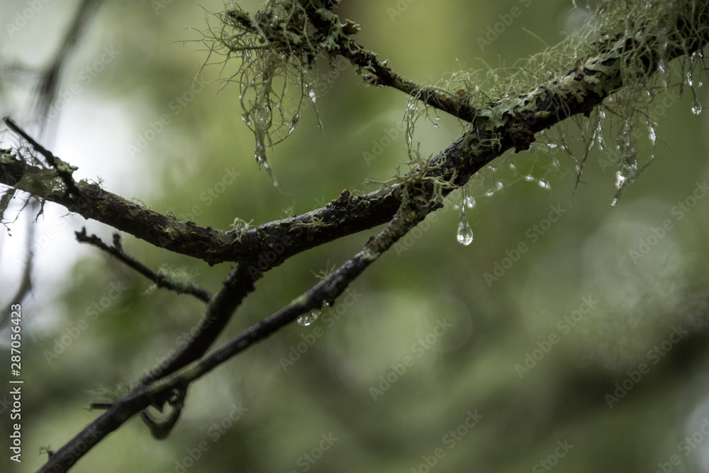 Wassertropfen auf bemoostem Ast - Schottland Wassertropfen auf bemoostem Ast - Schottland