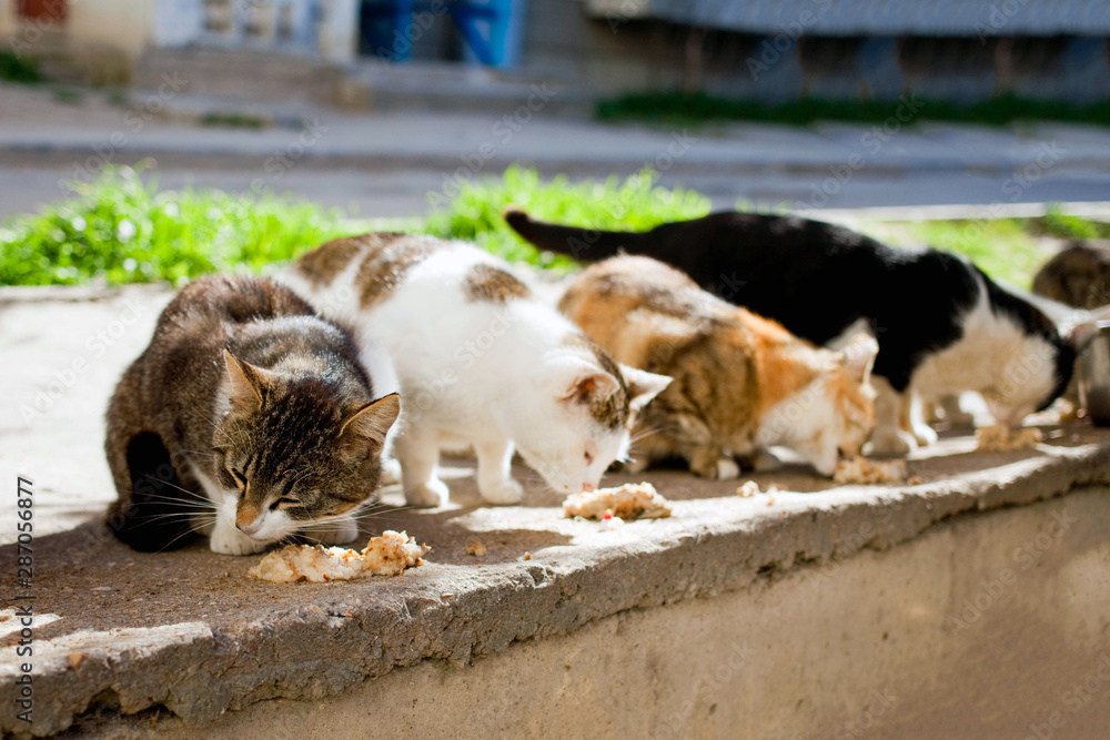 Group homeless cats eat food on the street