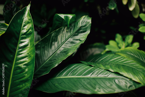 Tropical leaves in low key in the roughness of the rainforest