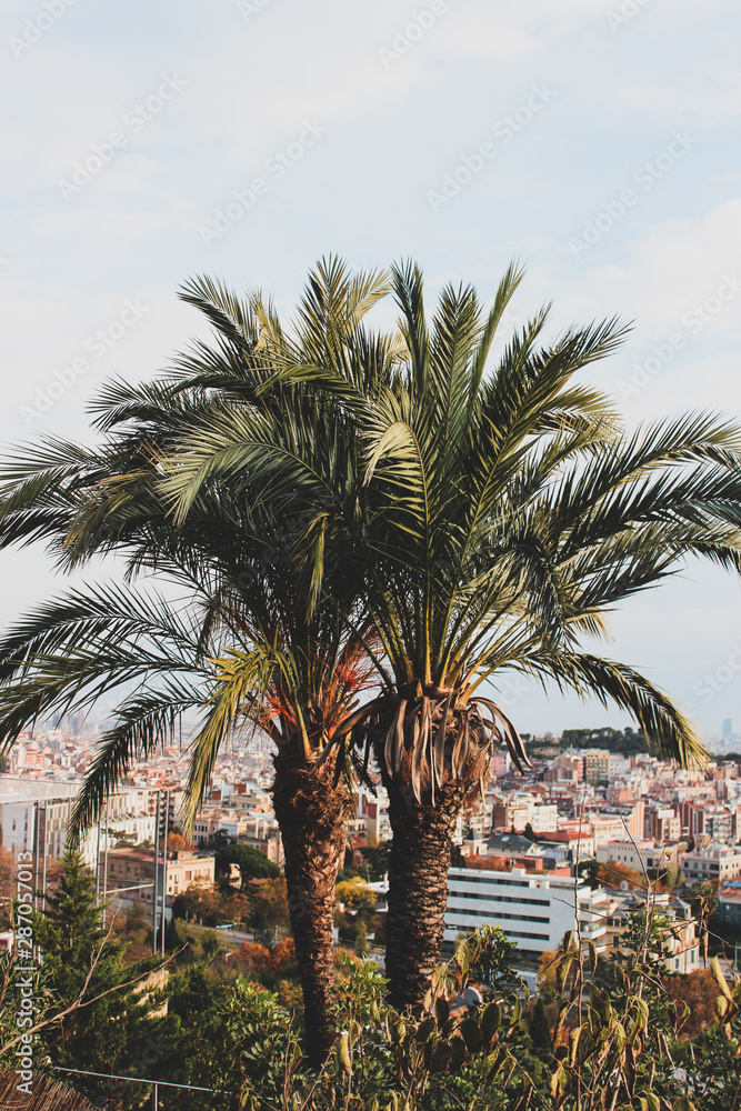 Fototapeta premium Palm Tree in Barcelona