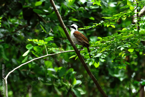 White - crested laughingthrush photo