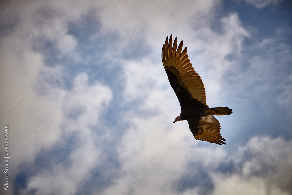 Fototapeta premium passaros voando