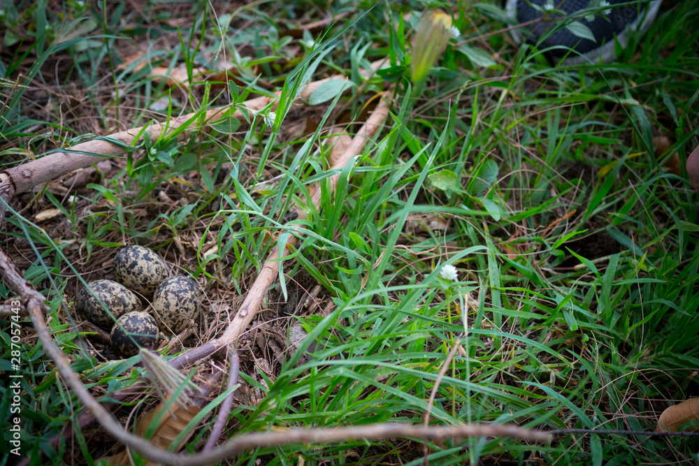 Four bird eggs in hay