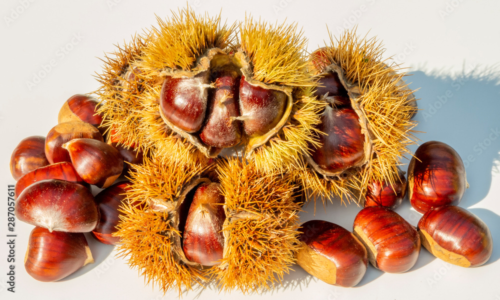 Autumn composition of chestnuts and hedgehogs on white background Autumn composition of chestnuts and hedgehogs on white background