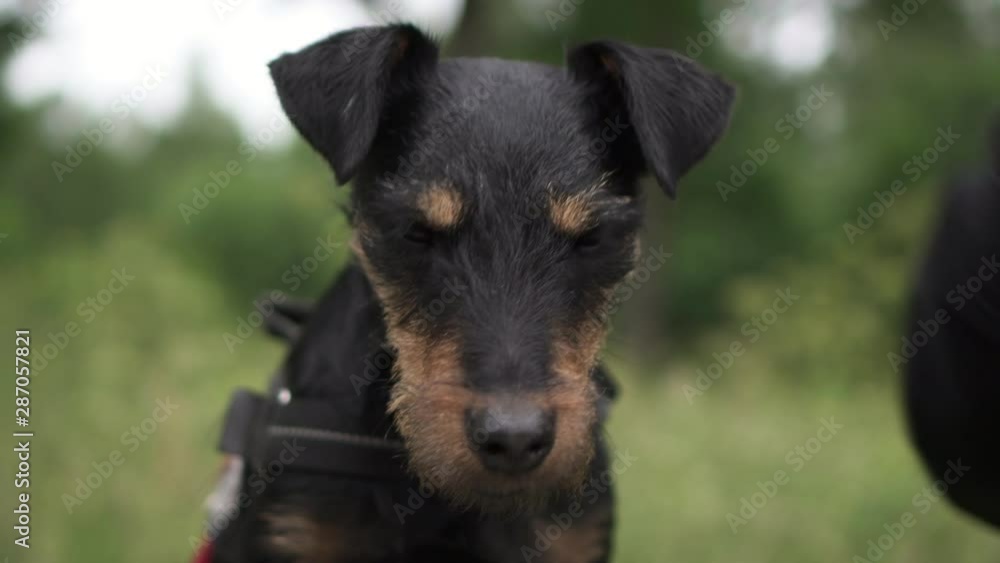 Lockdown: Dog Closing and Opening Eyes While Owner Pets Its Back - Smaland, Sweden Lockdown: Dog Closing and Opening Eyes While Owner Pets Its Back - Smaland, Sweden