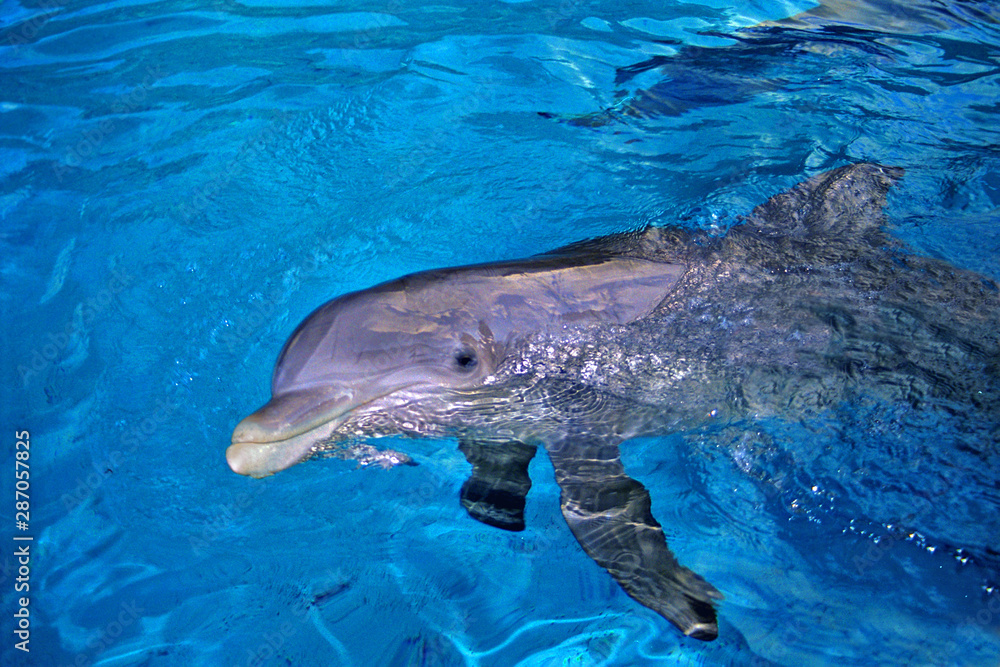 Obraz premium Dolphin