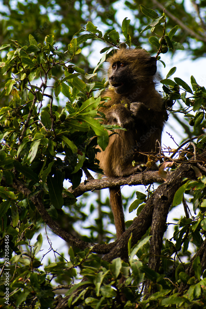 Fototapeta premium monkey