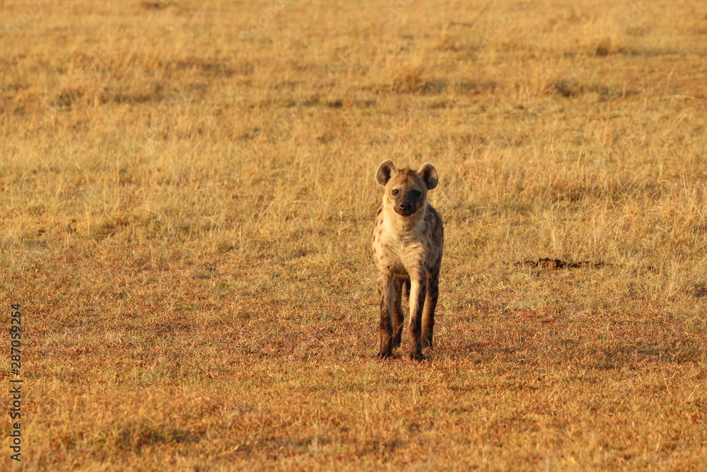 Spotted hyena, Masai Mara National Park, Kenya. Spotted hyena, Masai Mara National Park, Kenya.