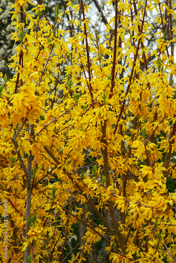 forsythia,