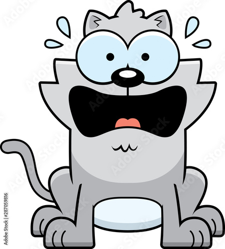 Terrified Little Cat