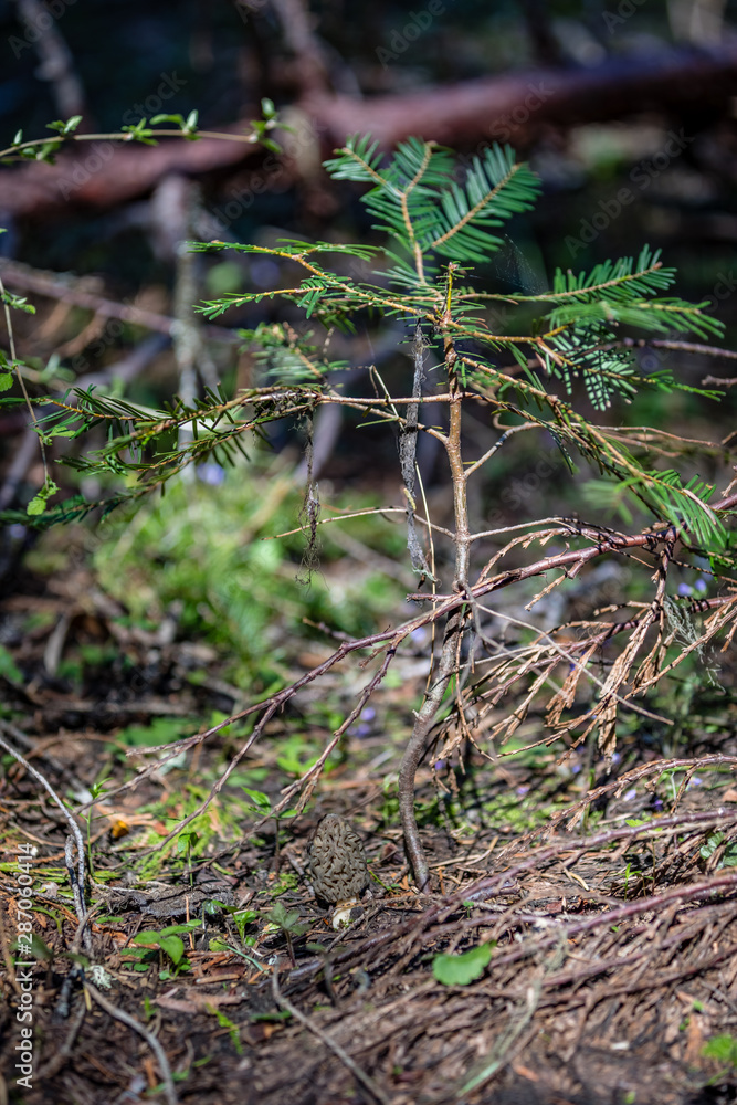 Tiny tree growing next to a morel mushroom near Eagle point Oregon Tiny tree growing next to a morel mushroom near Eagle point Oregon
