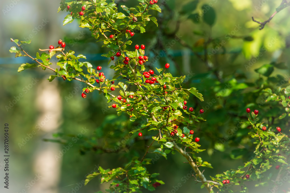 Obraz premium red berries on a branch