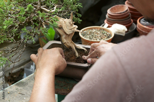 Making of bonsai trees, Wiring a tree into the pot. Handmade accessories wire and scissor bonsai tools, stand of bonsai, Concept Bonsai.