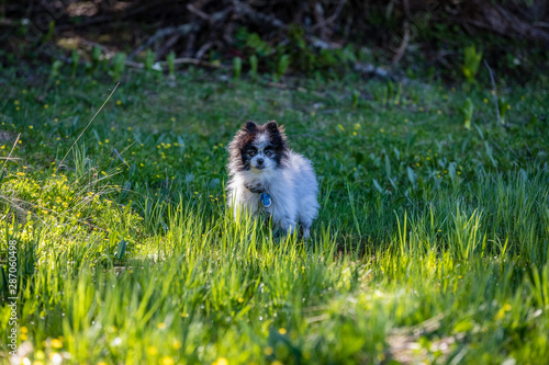 Small pomeranian stands alert in short grass on the edge of a forest © Chris Anderson 