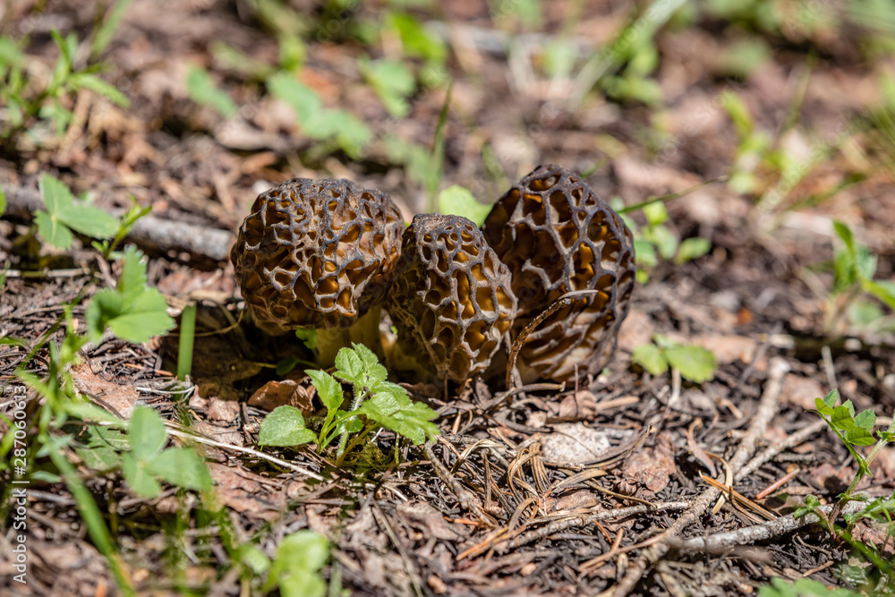 Three fresh wild morel mushrooms grow on the forest floor between pine needles and branches Three fresh wild morel mushrooms grow on the forest floor between pine needles and branches