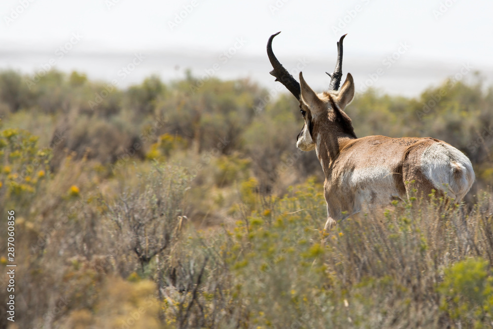Fototapeta premium red deer in the forest