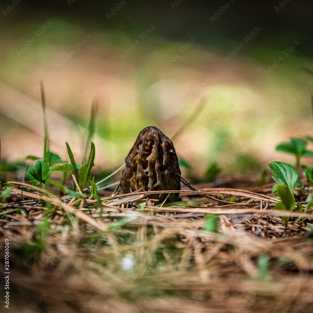 Fresh wild morel mushroom hiding on the forest floor with blurry pine needles in the foreground