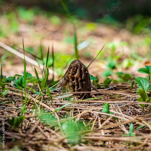 Fresh wild morel mushroom hiding on the forest floor with pine needles and fresh grass