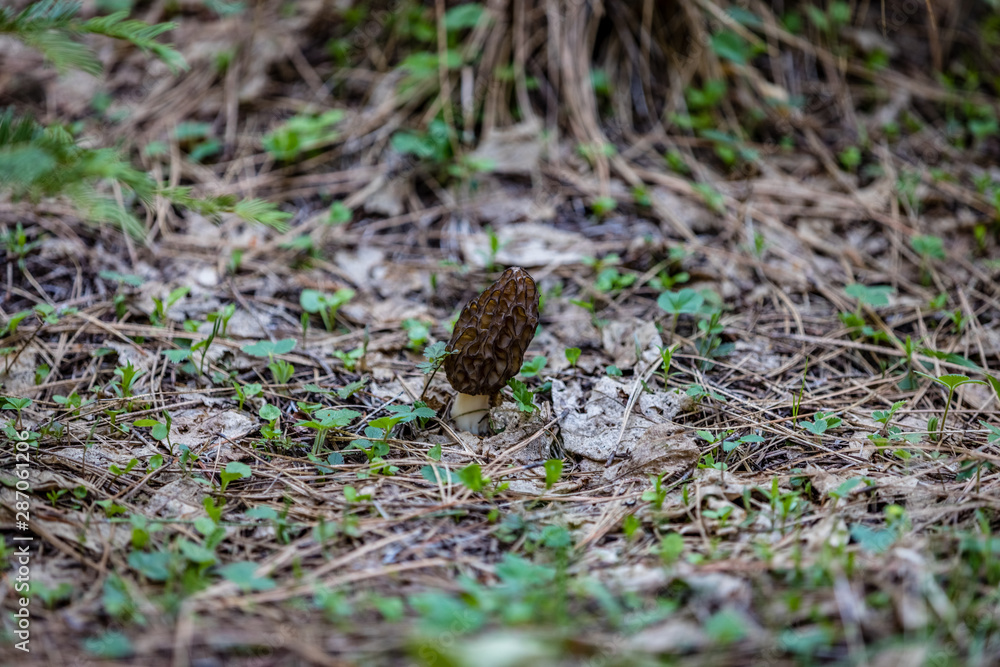 Fresh wild morel mushroom hiding on the forest floor with old decaying leaves next to it