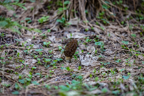 Fresh wild morel mushroom hiding on the forest floor with old decaying leaves next to it