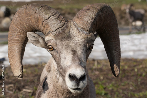 portrait of a Bighorn Sheep