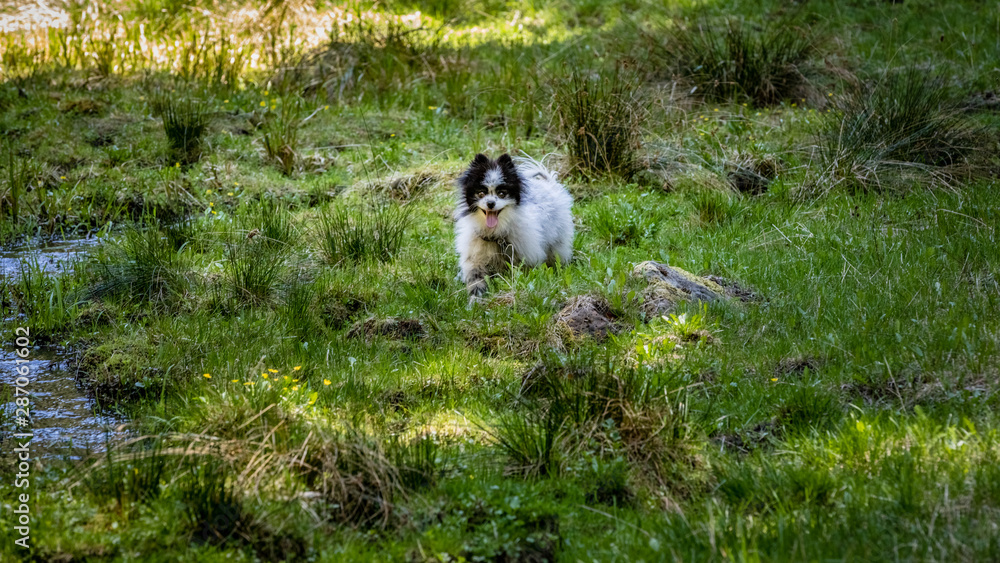 Fluffy pomeranian stands in a marshy meadow next to running water and grass tufts in Oregon