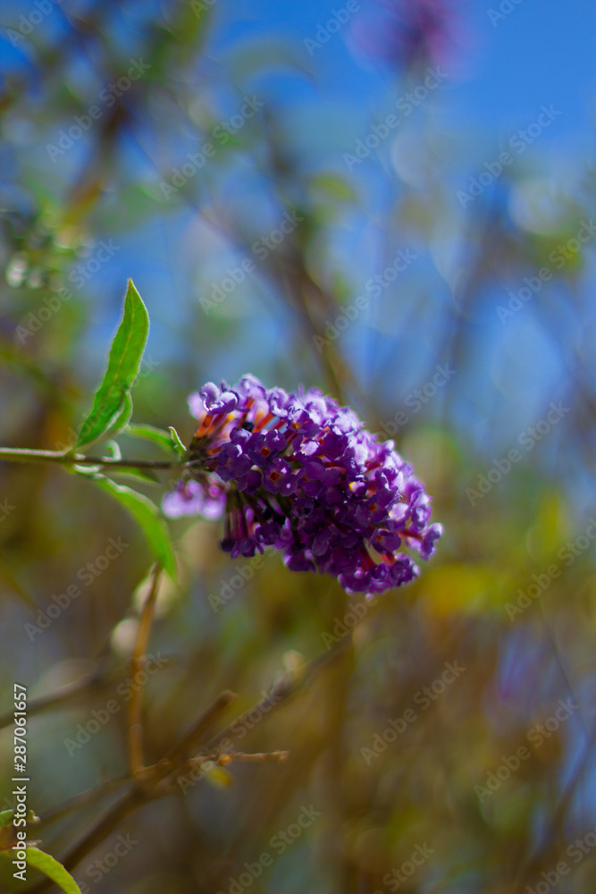 La belleza de la naturaleza La belleza de la naturaleza