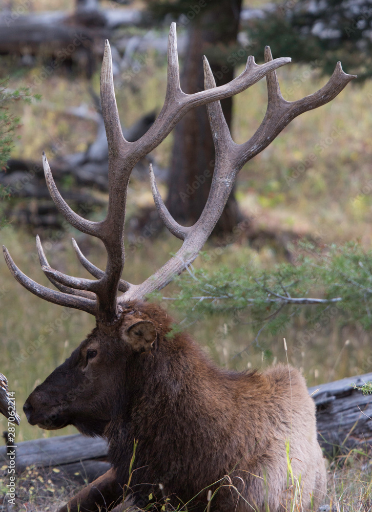 Great male deer in the forest, Yellowstone National Park, Wyoming, USA Great male deer in the forest, Yellowstone National Park, Wyoming, USA