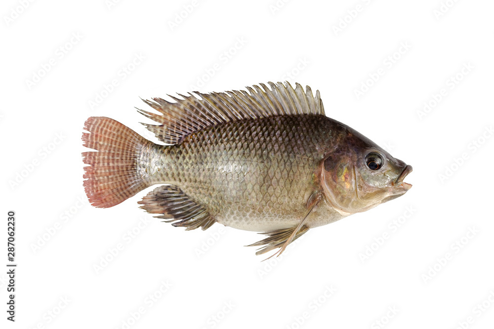 Fototapeta premium Tilapia isolated on white background