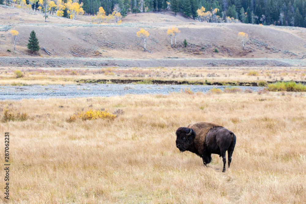 Bison, Yellowstone National Park, Wyoming, USA Bison, Yellowstone National Park, Wyoming, USA