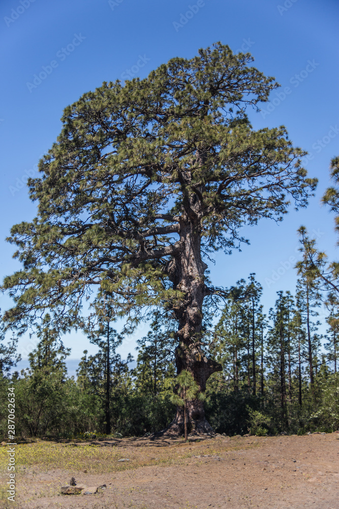 Obraz premium Giant tree in the middle of pine forest, Tenerife, Spain