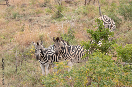 A small herd of zebra in the wild  South Africa.