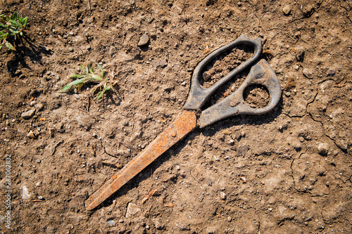 Old scissors on the ground. Old and rusty scissors. Red soil and green grass