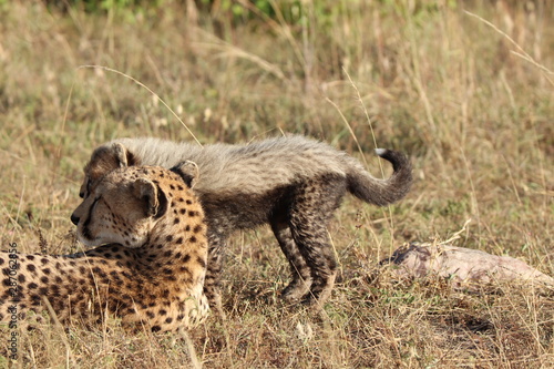 Cheetah mom and cub, Masai Mara National Park, Kenya.