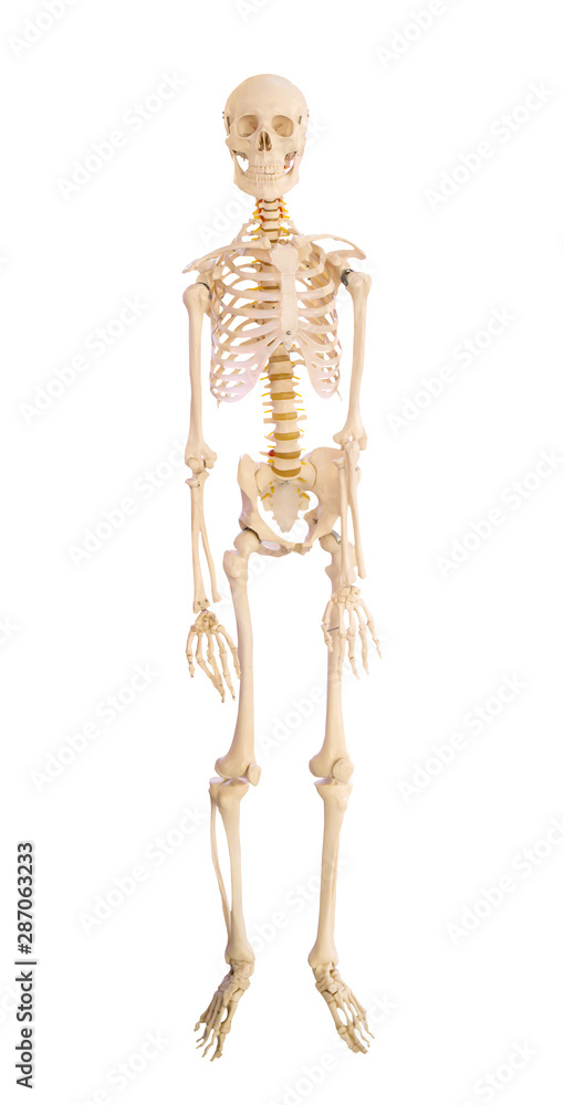 human skeleton isolated on white background