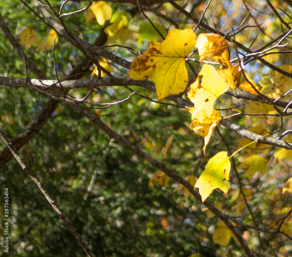 Obraz premium clinging on