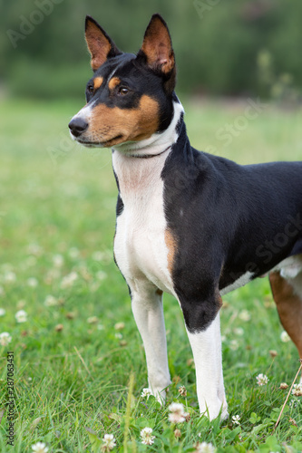 A charming young girl brings up a puppy Basenji in the Park on the green grass. The concept care for Pets.