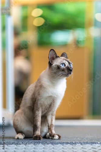 Grey Siamese cat with blue eyes. © visitr