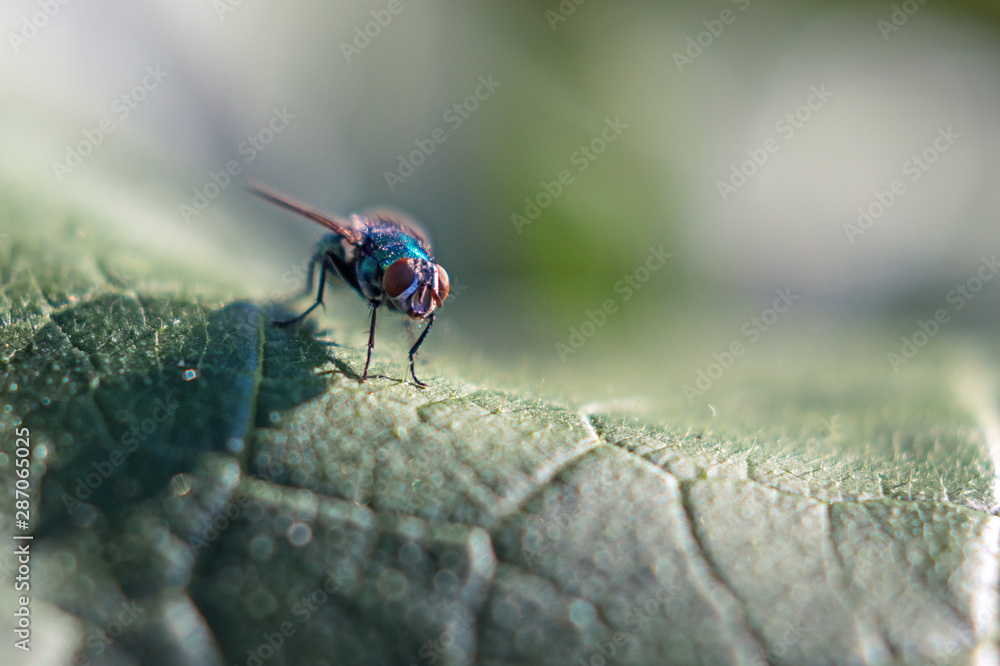 Fototapeta premium fly on big green pumpkin leaf, close up view