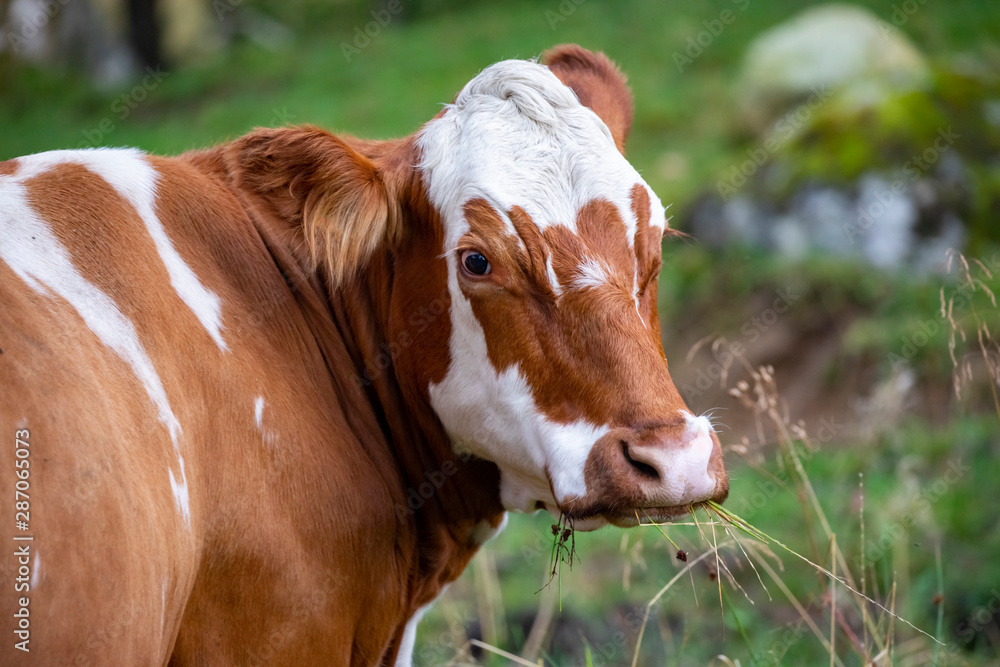 Portrait of a cow in the field Northern Norway Portrait of a cow in the field Northern Norway