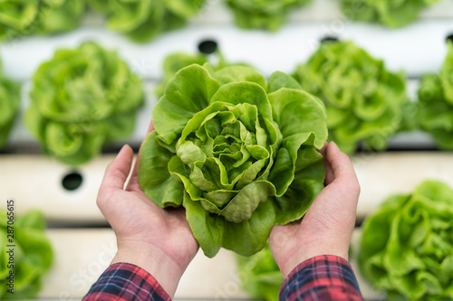 Above view hands of farmer picking lettuce in hydroponic greenhouse. photo