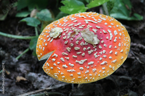 Amanita muscaria or Fly agaric mushroom in wild. August, Belarus