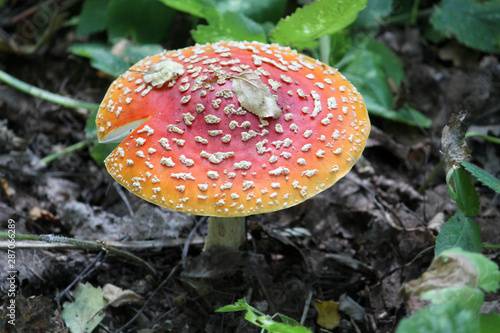 Amanita muscaria or Fly agaric mushroom in wild. August, Belarus